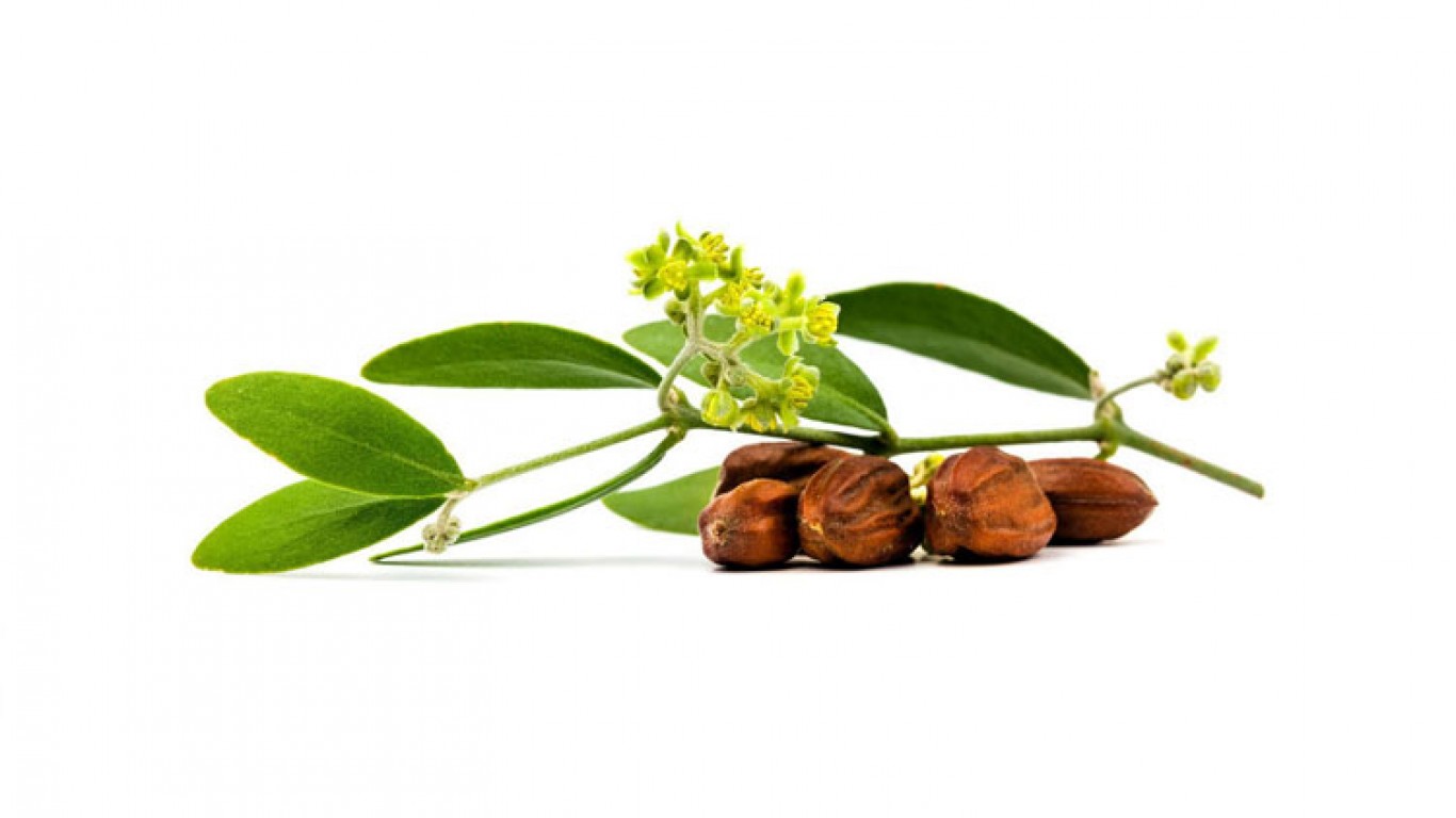 Jojoba Jojoba